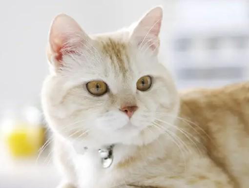 猫身上有狂犬病毒吗-图1