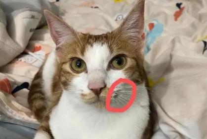 猫咪一边的胡子没有了-图1