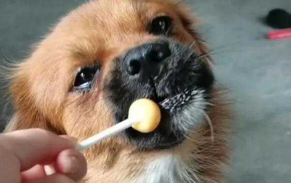 狗狗能不能吃鹿角糖-图1