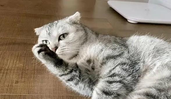 猫什么时候发情-图1