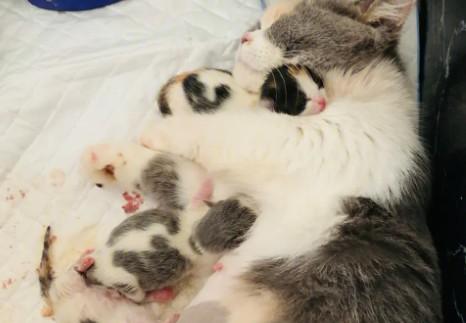 猫生孩子自己能解决吗-图1