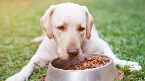 为什么狗狗不吃盆里面的饭