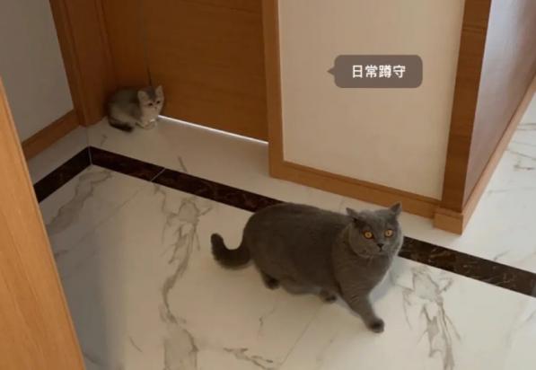 猫咪想进卧室