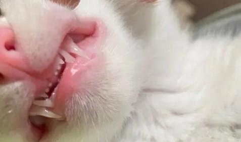 猫咪一生换几次牙-图1