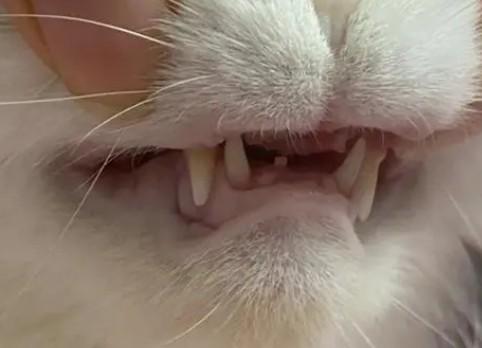 猫前面的牙尖尖没了-图1
