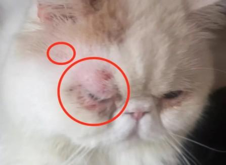 猫破皮了怎么办-图1