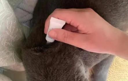 猫驱虫多久一次体内体外-图1