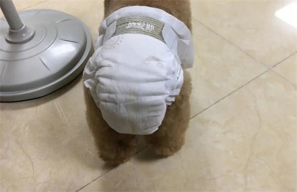 狗狗例假后多久消肿-图1