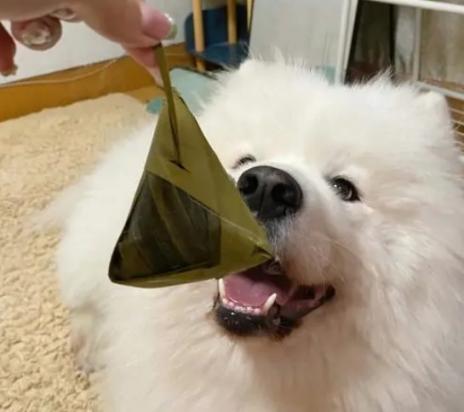 狗狗可以吃粽子吗-图1