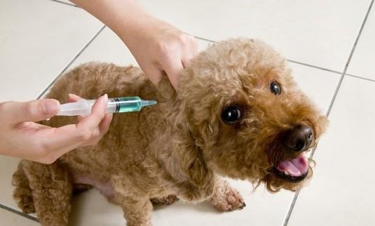 狗狗狂犬疫苗什么时候打-图1
