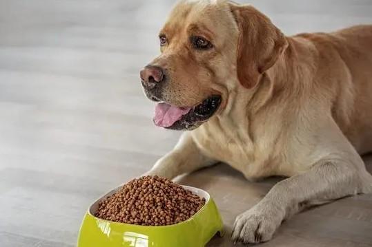 狗狗为什么不能多吃食物呢-图1