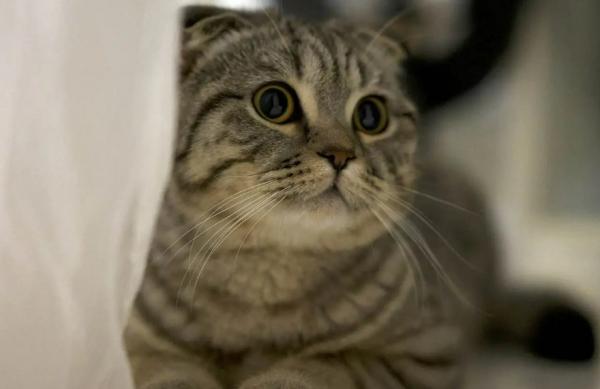 猫咪喜欢用身体蹭东西-图1