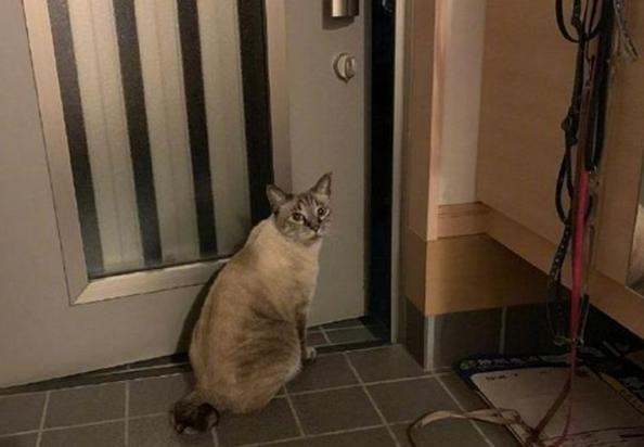 猫咪想进屋-图1