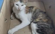 猫咪厌食消瘦精神不好-图1