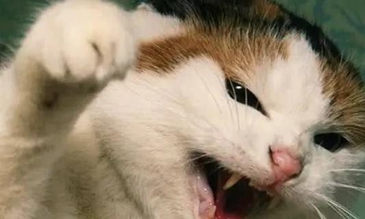 猫咪无缘无故打人一巴掌-图1