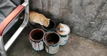 猫咪闻了油漆味有没有影响-图1