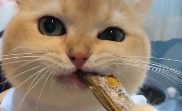 猫咪小鱼干的好处是什么-图1