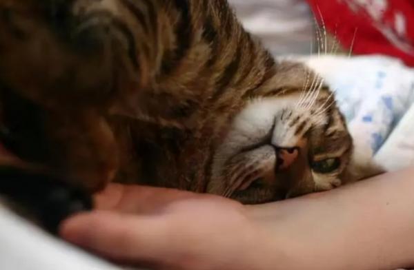 猫咪喜欢用头蹭人是什么意思-图1