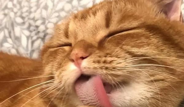 猫咪喜欢汗液的味道-图1