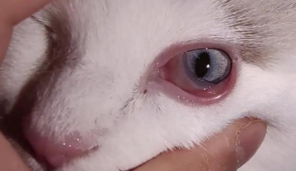 猫咪眼睛发炎怎么办-图1