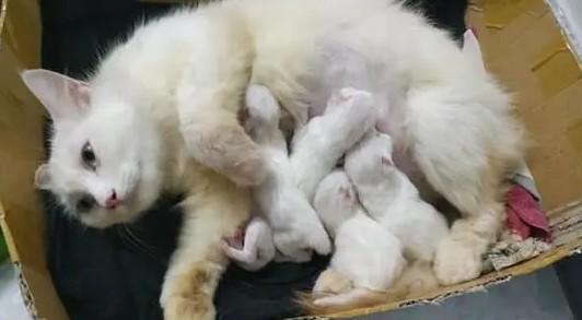 猫咪喂奶的时候呼吸急促是什么情况-图1