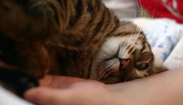 猫咪用头蹭东西好像很痒-图1