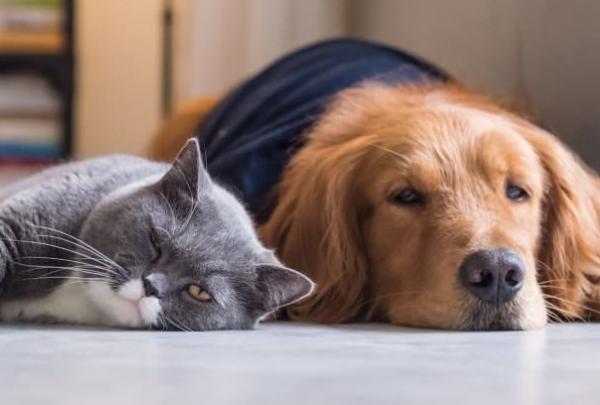 为什么狗是比猫更好的宠物-图1