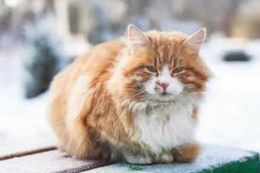 冬天猫咪精神差是什么原因
