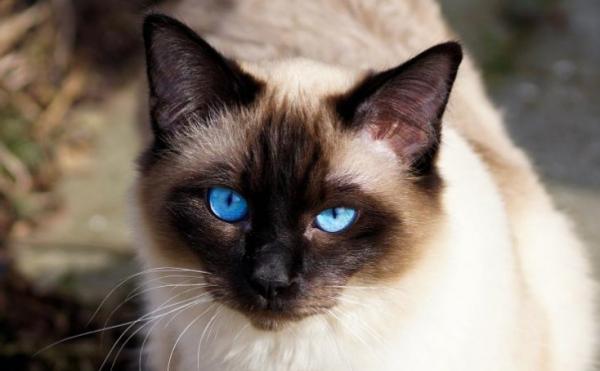 什么品种的宠物猫最好养-图1
