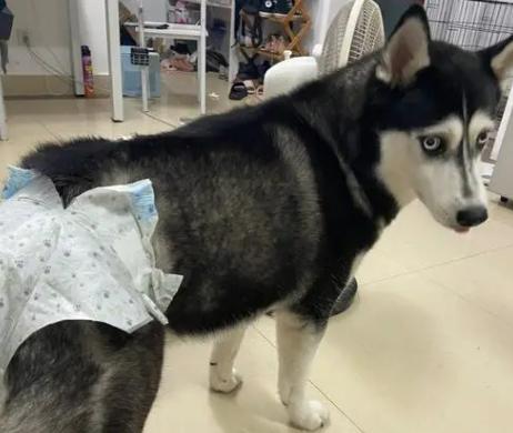 狗狗来月经是什么样子的-图1