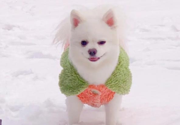 狗狗可以玩雪吗-图1