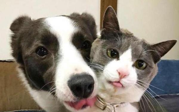 为什么会有人讨厌狗狗和猫猫呢-图1