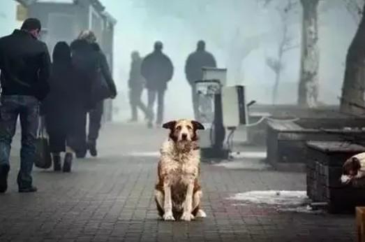 把狗狗抛弃它是什么心情-图1