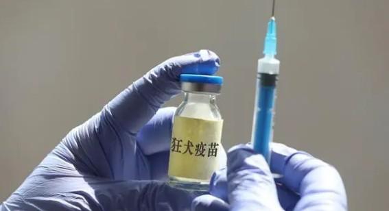 狗狗狂犬疫苗多少钱一针?