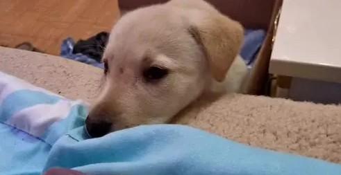 狗狗突然夜间不睡反常还哼唧-图1
