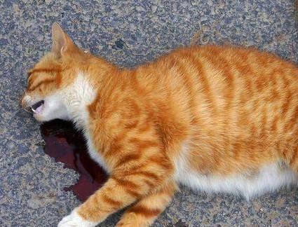 撞死猫有什么说法吗-图1