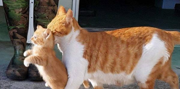 没钱给母猫绝育怎么办-图1