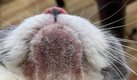 猫咪下巴毛囊炎怎么治疗方法-图1