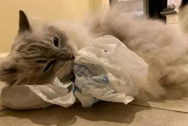 猫咪喜欢舔塑料袋-图1