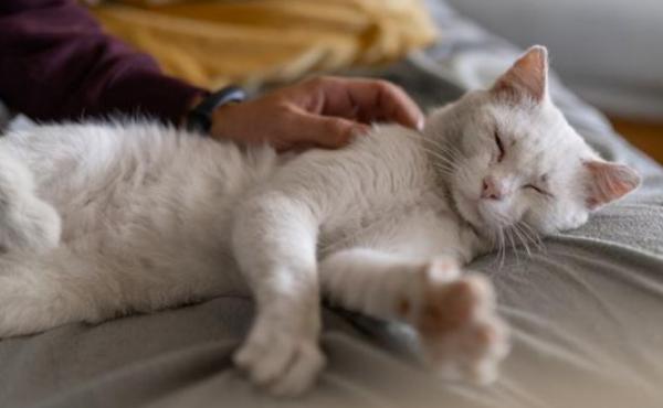 猫咪胰腺炎有什么症状-图1