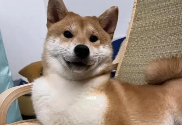 狗狗细小自己能扛过去吗-图1