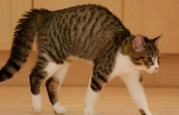 猫咪走路背部一拱一拱-图1