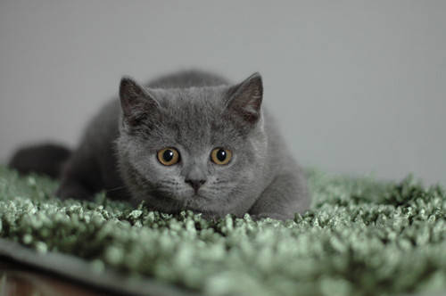 猫刚生完小猫半月怎么又发春-图1