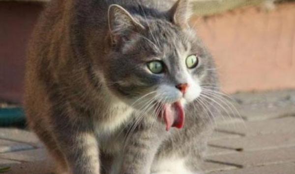 猫咪总是呕吐是什么原因-图1