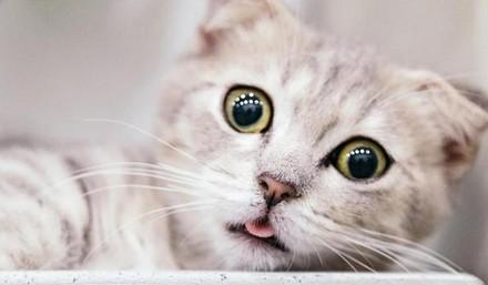 猫咪坐车可以不放在笼子里吗-图1