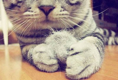 猫吐毛球是什么样子的-图1