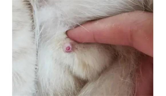 猫尿道口红肿擦什么药-图1