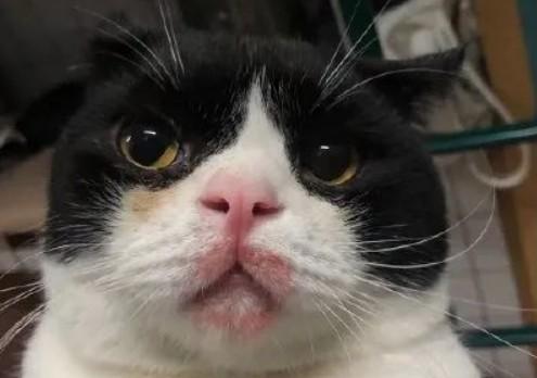 猫咪嘴边长黑色块状物怎么办-图1