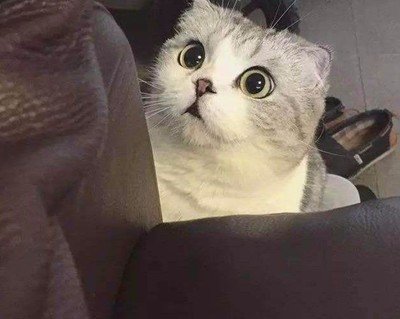 猫咪不想养了又送不出去怎么办-图1