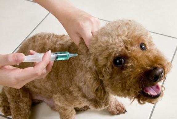 狗狗狂犬疫苗多久打一次-图1